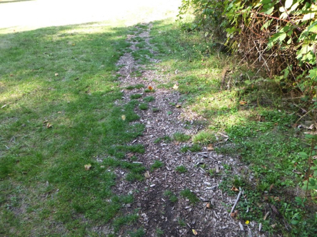 Townsite Trail – spots of grass growing through soft surface trail – may have overgrown bushes on right